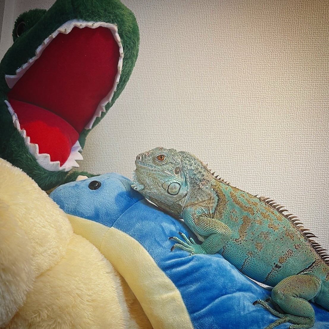 renimal_kingdom's tweet photo. 恐竜トリオ⋆͛🦖⋆͛

#イグアナ https://t.co/n6JMHblO69