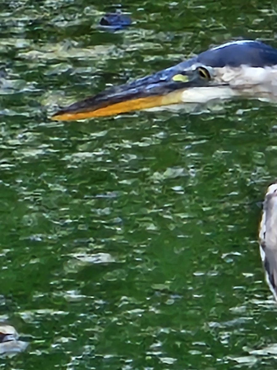 <a href="/8ntmuch/">Garrick</a> Great Blue Heron