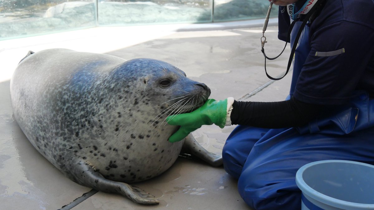🦭「体重はね、減らすものじゃないの。増やすものなの」

2025.07
#男鹿水族館GAO
#ゴマフアザラシ #みずき
