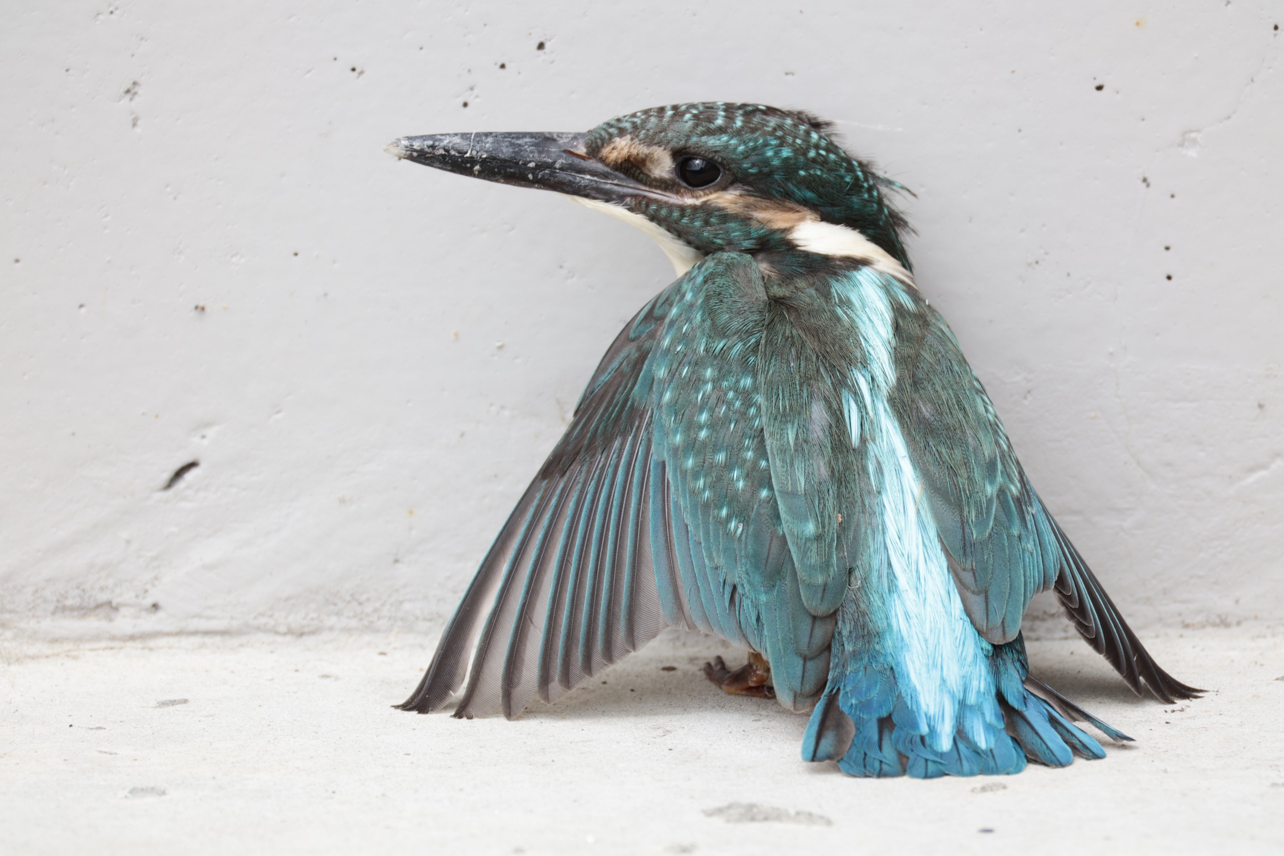 かわせみ様専用 カワセミ！世界最強の木！リグナムバイタの木刀！鏡面