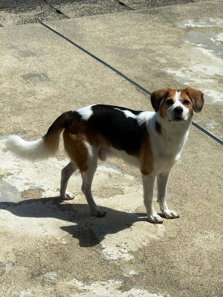 明らかに人慣れしてる迷い犬がいたので、秋田東警察署 城東交番に連絡して保護してもらいました。首輪してないから抜け出しちゃったのかな。飼い主さんも心配してるだろうな。家族のもとに帰れますように。