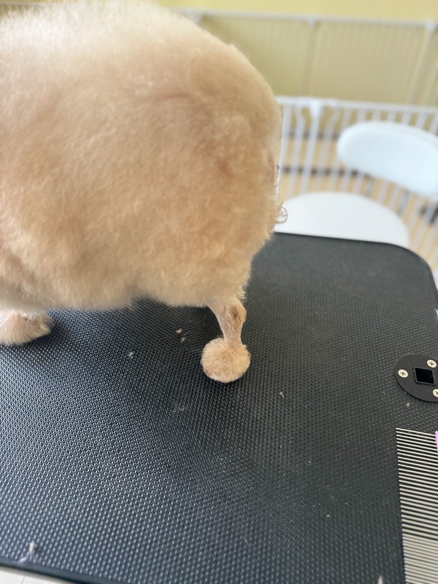 __mohu_c's tweet image. お客様 新しいお靴は お気に召されましたでしょうか。