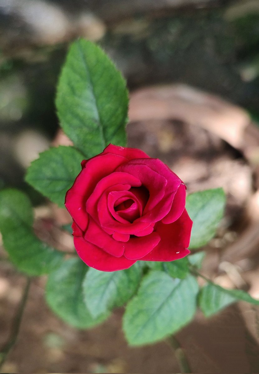Good morning friends,
Happy #RoseWednesday 🌿🌹🌿
