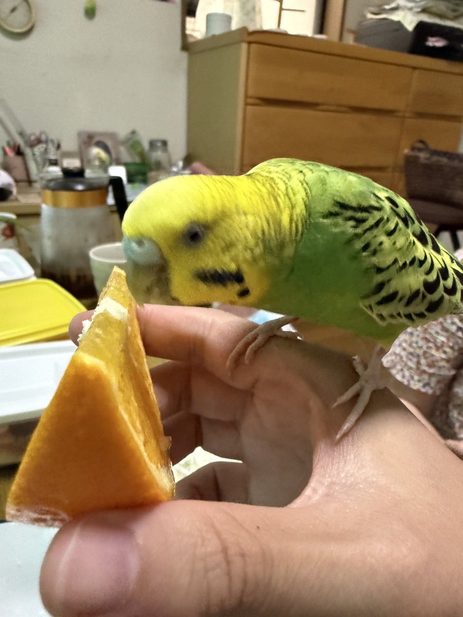 オレンジ🍊美味しい😊