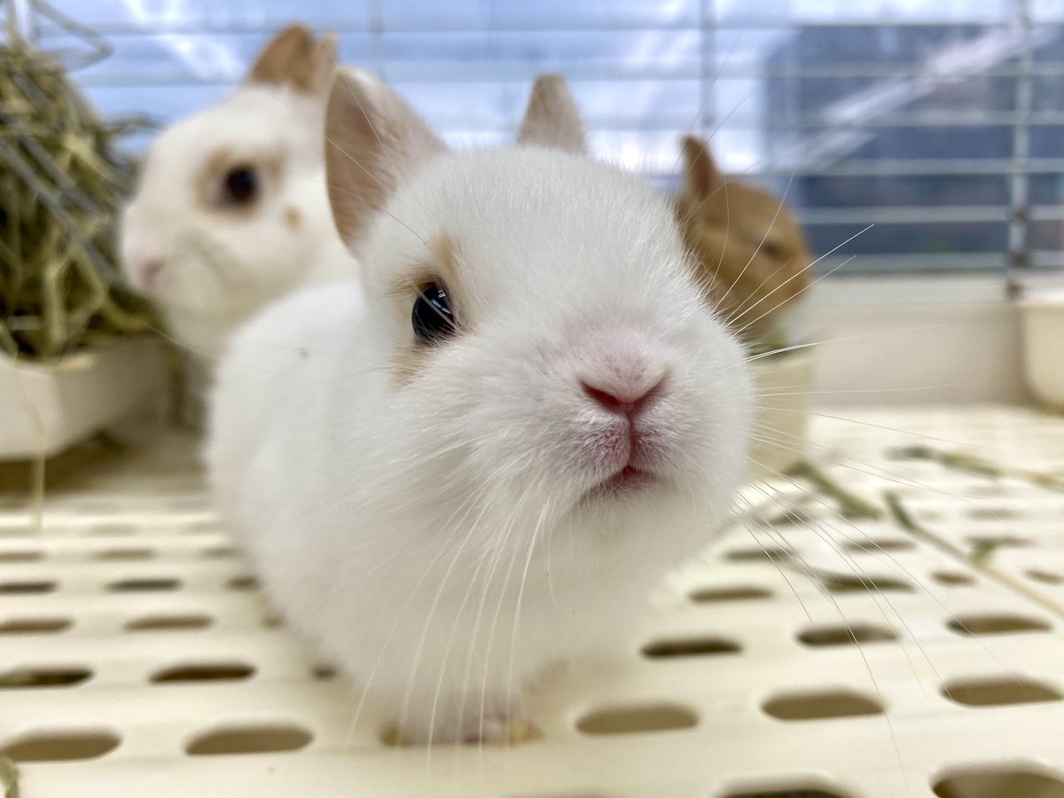 ネザーランドドワーフみろくbaby🐰 ブロークンオレンジの男の子