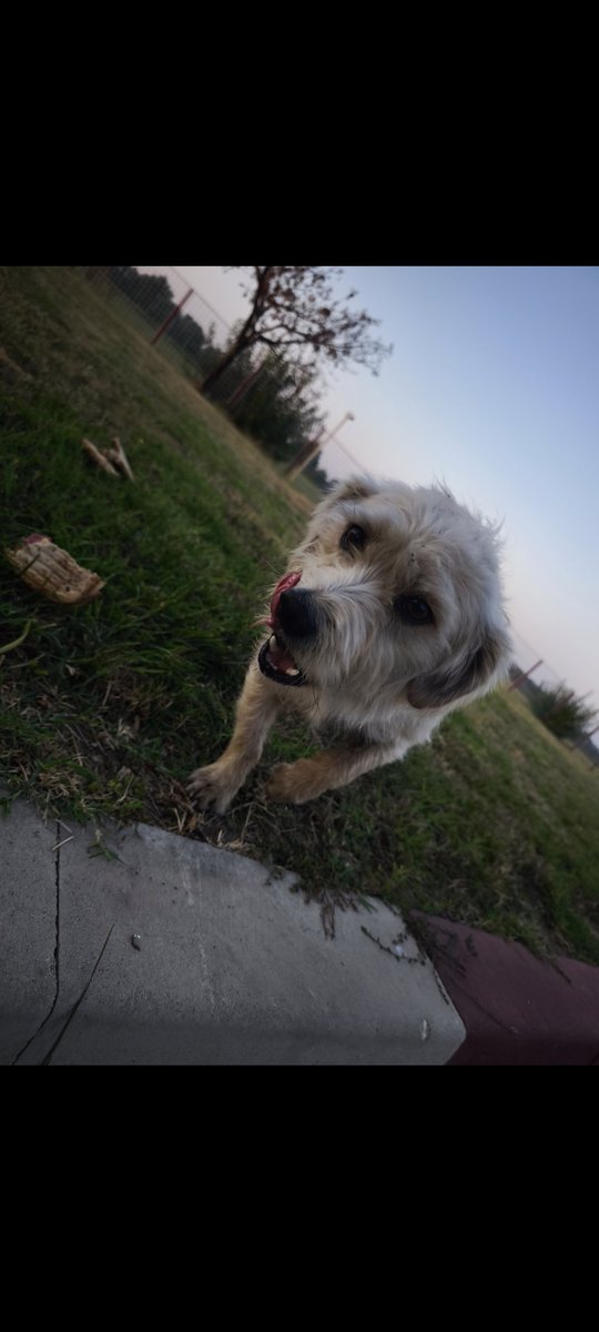 unudepeX's tweet photo. #faptebune prin parcare. Câine hrănit de dimineață! Va fi o zi mai ușoară pentru el cu burtica plina. 😊 https://t.co/FKcqxc2X0w