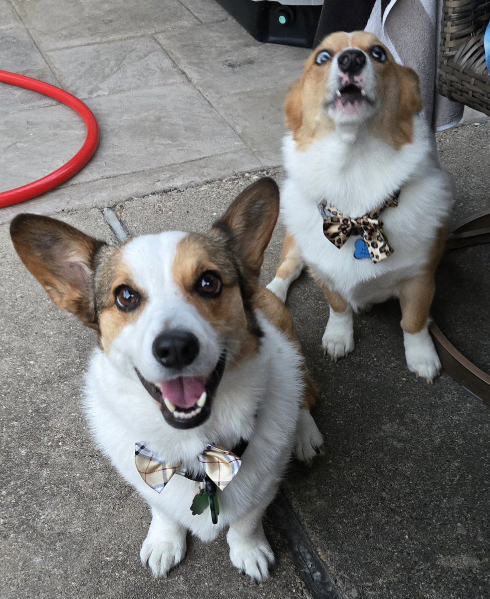 cng1996's tweet photo. @KlennytheCorgi Always conspiring...don't let them fool you! 🙃 https://t.co/yXcrw6ObyN