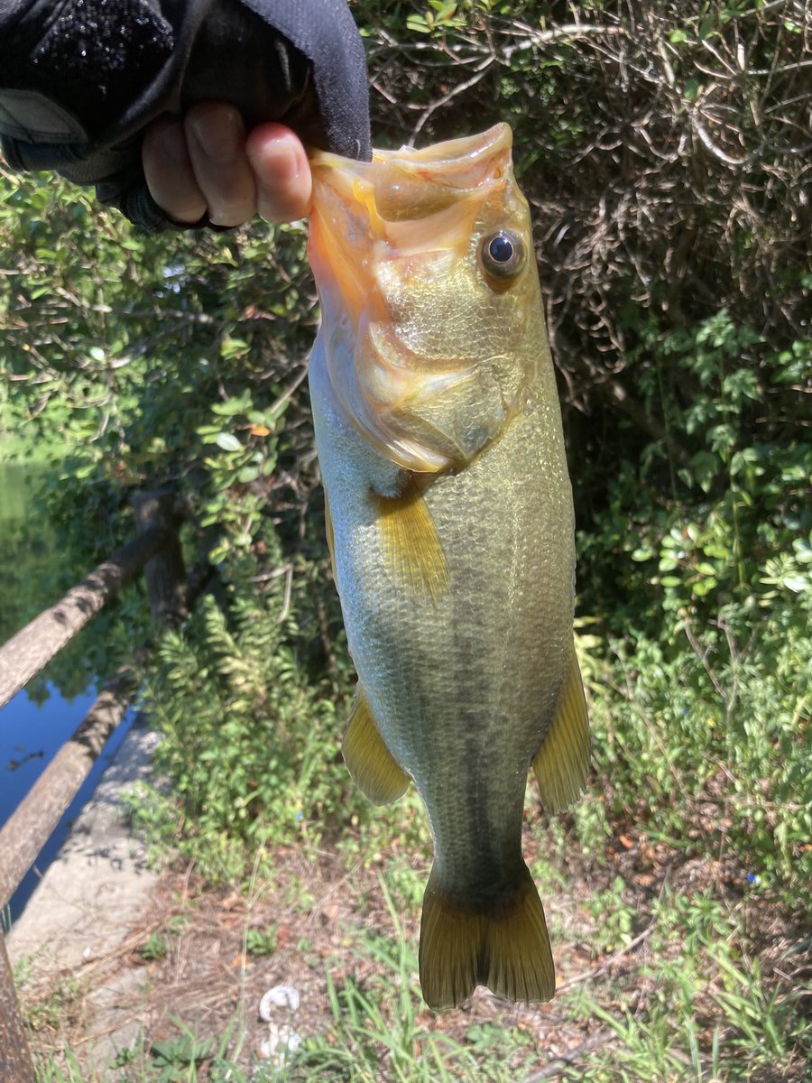 らびっとのBass time tweet media