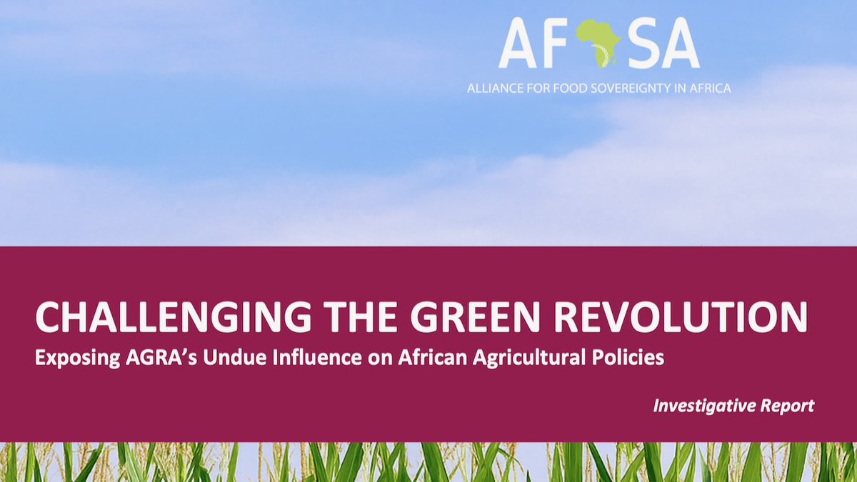 Afsafrica's tweet photo. 𝐍𝐞𝐰 𝐑𝐞𝐩𝐨𝐫𝐭: 𝐈𝐧𝐯𝐞𝐬𝐭𝐢𝐠𝐚𝐭𝐢𝐨𝐧 𝐄𝐱𝐩𝐨𝐬𝐞𝐬 𝐀𝐆𝐑𝐀’𝐬 𝐔𝐧𝐝𝐮𝐞 𝐈𝐧𝐟𝐥𝐮𝐞𝐧𝐜𝐞 𝐨𝐧 𝐀𝐟𝐫𝐢𝐜𝐚𝐧 𝐀𝐠𝐫𝐢𝐜𝐮𝐥𝐭𝐮𝐫𝐚𝐥 𝐏𝐨𝐥𝐢𝐜𝐢𝐞𝐬

As delegates gather in Dakar, Senegal for AGRA’s African Food Systems Forum, a powerful counter-narrative is emerging from civil society. The Alliance for Food Sovereignty in Africa (AFSA), together with West African partners in the 3AO platform, today launches a landmark investigative report “Challenging the Green Revolution: Exposing AGRA’s Undue Influence on African Agricultural Policies”, a groundbreaking investigative report that examines how the Alliance for a Green Revolution in Africa (AGRA) has steered agricultural policy across the continent.

Originally launched in 2006 with the promise to double productivity and incomes while halving hunger, AGRA has shifted its focus following a damning 2022 evaluation that revealed it had failed to meet these goals. Today, instead of empowering farmers, AGRA embeds consultants into ministries, promotes hybrid and genetically modified seeds, and pushes synthetic fertilizers and export-oriented supply chains — sidelining smallholder farmers and agroecological alternatives.

The report, commissioned by AFSA, draws on case studies from Ghana, Kenya, Mali, and Zambia. It uncovers consistent patterns: undue policy influence at national, regional, and continental levels; the marginalization of agroecology; lack of transparency and accountability; and a prioritization of corporate-driven farming systems over the food sovereignty and resilience of African people. AGRA’s fingerprints are evident in major continental frameworks such as the African Union’s Fertilizer and Soil Health Summit, which set a roadmap to triple fertilizer use across Africa. The consequences are stark — weakened farmer-managed seed systems, exclusion of civil society voices, and the entrenchment of models that threaten biodiversity, soil health, and local food systems.

Challenging the Green Revolution calls for urgent action. AFSA recommends that African governments and regional institutions prioritize agroecology, food sovereignty, and farmer-managed seed systems; enhance transparency in policymaking; safeguard smallholder farmers’ interests; develop monitoring frameworks to counter corporate capture; and hold external actors accountable.

The report underscores the urgent need for a paradigm shift away from corporate-driven industrial agriculture toward agroecology and food sovereignty, ensuring that Africa’s food systems are sustainable, inclusive, and resilient.

AFSA’s General Coordinator Dr. Million Belay @Million_Belay warns, “AGRA’s fingerprints are all over Africa’s agricultural policies. They represent an attack on African food sovereignty.”

This timely publication offers evidence, analysis, and a call to mobilize. AFSA invites policymakers, civil society, and communities to use this report as a tool for reclaiming Africa’s agricultural future.

Download the Full Report
https://t.co/yVDW9u7ztG