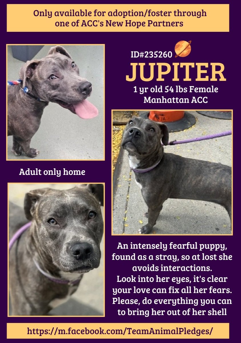 CharBolen's tweet photo. JUPITER 💖 #235260 1yr old Girl 💖 NYCACC
Very beautiful girl still a puppy..a new intake.
This poor puppy is absolutely terrified of this
shelter..at risk for her fear 🎯💉 She needs love
and a home!!
#RescueOnly ⚠️
#Foster🆘
#Pledge4Rescue 🆘
Please save this scared girl 🙏 https://t.co/frfQEUTw8C