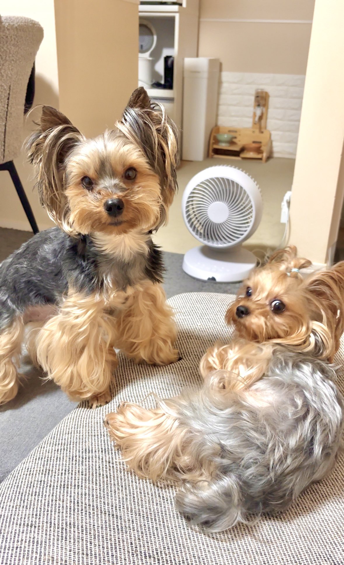 【ラブヨーキー】 ヨークシャーテリア専門 ブリーダーとヨーキーの子犬紹介サイト
