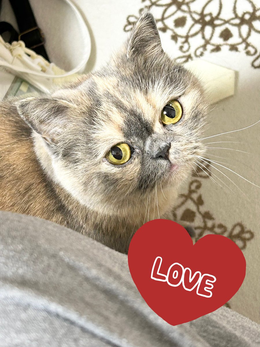 ほんとに…この技術とAIM治療待ってます…‼️
９歳で急性腎不全で☁️の上に行ったちゃとみん🐱…
ちぇる🐱は２０歳まで生きて欲しい
#猫好きさんと繋がりたい #猫 

AIM医学研究を支援するフェリシモ猫部のチャリティーグッズ特集｜フェリシモ　猫部
 felissimo.co.jp/nekobu/special…
 #猫部AIMチャリティー2025