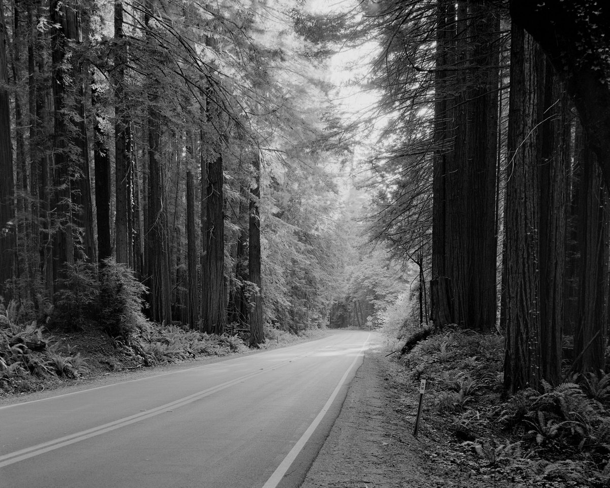 Avenue of the giants.