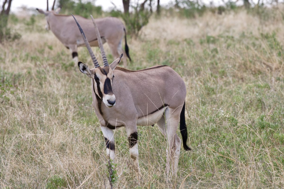 Good morning 🌞

Do you want to chase adventure by day and let the stars steal the show by night? At Samburu Sopa Lodge, spot the Special Five and experience astro-tourism, Samburu heritage and the universe in perfect harmony.

#AstroTourismKE #TheSkyExperience #ExperienceSamburu