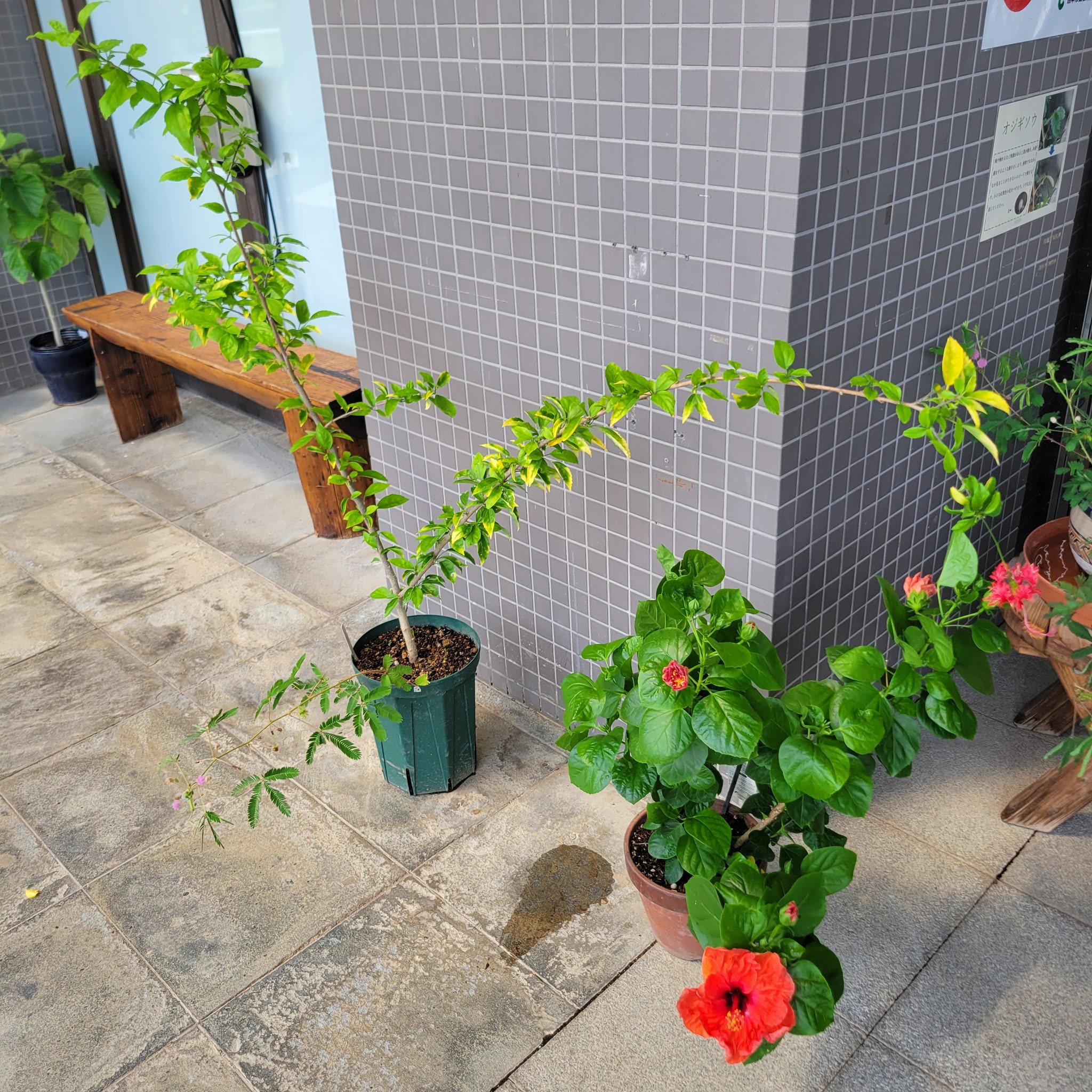 ハイビスカスさん専用出品 大きいサイズ メンズ HYBRIDBIZ WALK (ハイブリッドビズ) 消臭