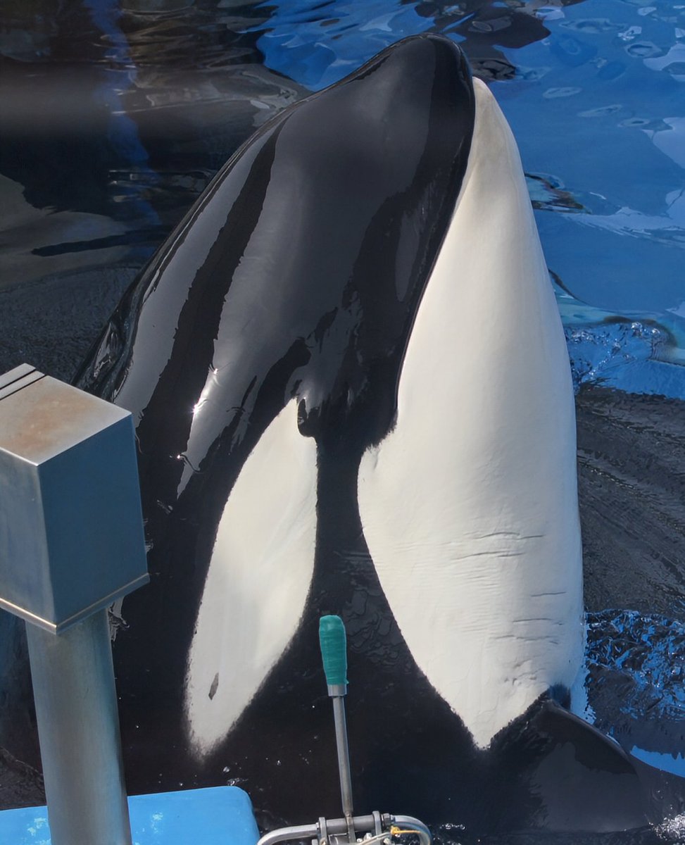 karin48_73's tweet image. 今日、月命日か…1ヶ月ほんと早いな
#名古屋港水族館 #シャチ #アース