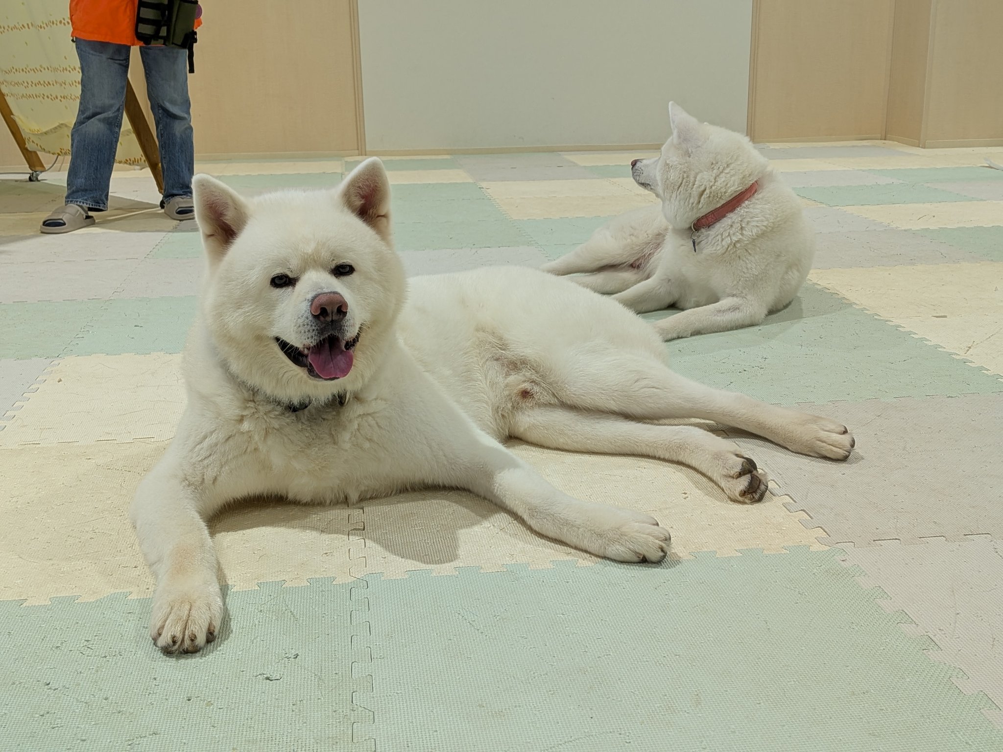 とても珍しい　仔犬の伊万里 シャー・ペイ ＊男の子 ＊毛色：ブルー ＊2024/12/11生 まさか