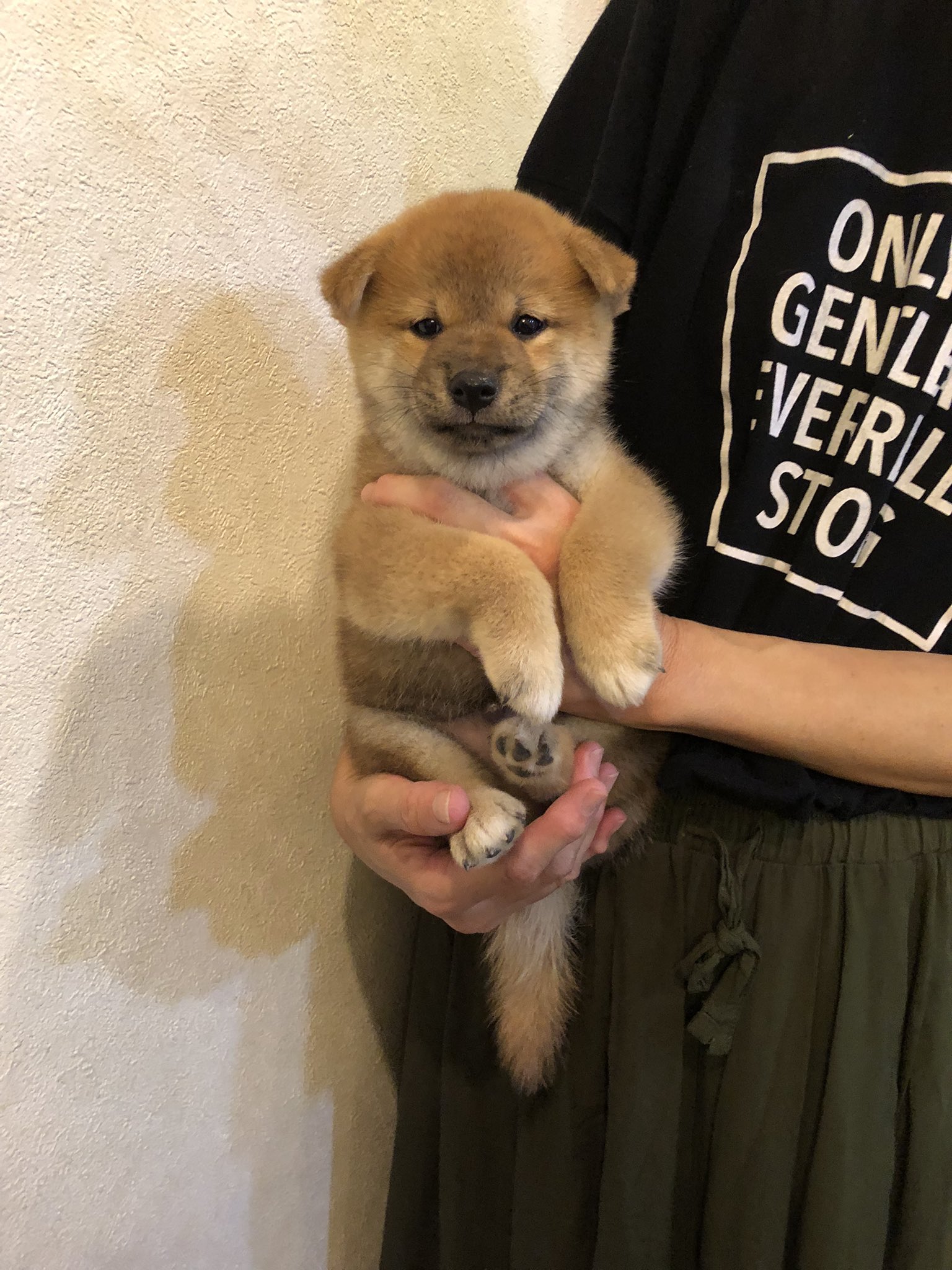 私の柴犬 (@jonatha06619836) / X