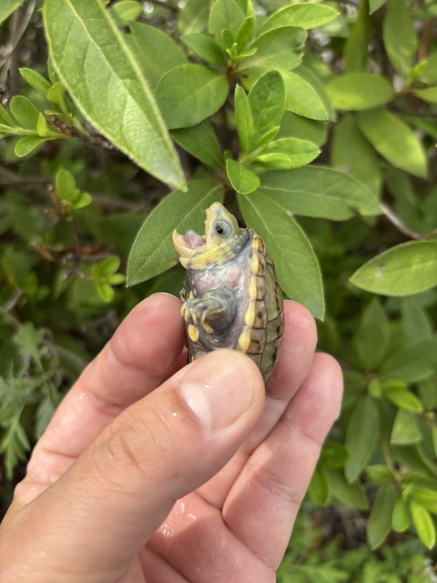 入荷　ハラガケガメ2025 多甲
4.2センチ〜4.5センチ
多甲ですのでお求めやすい価格です😄
#Foster