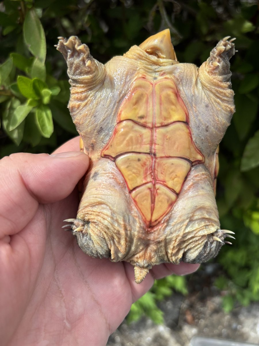 入荷　ハラガケガメ2023 ♀多甲
９センチ
綺麗な個体ですが多甲なのでお求めやすい価格になってます😊

#Foster
