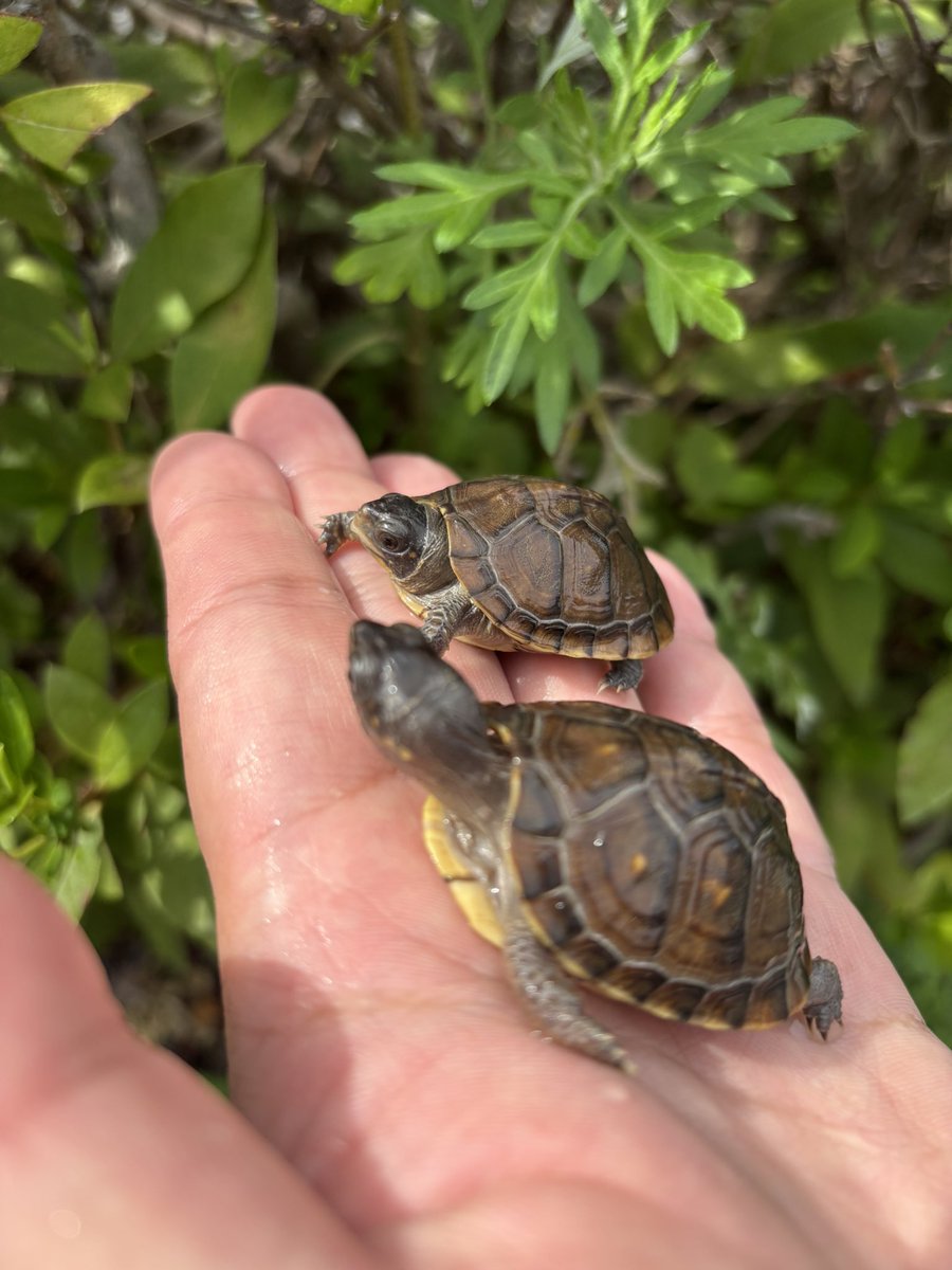 入荷ミツユビハコガメ2025
可愛いサイズのミツユビハコガメです
フードにも餌付いているので安心して飼えると思います！
また当店CBのハコガメも続々とハッチしているので餌付け次第ご紹介します😊
#Foster
