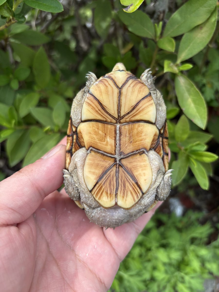 入荷ペンシルバニアドロガメ2023ペア
入荷が激減しているドロガメペアです！
#Foster