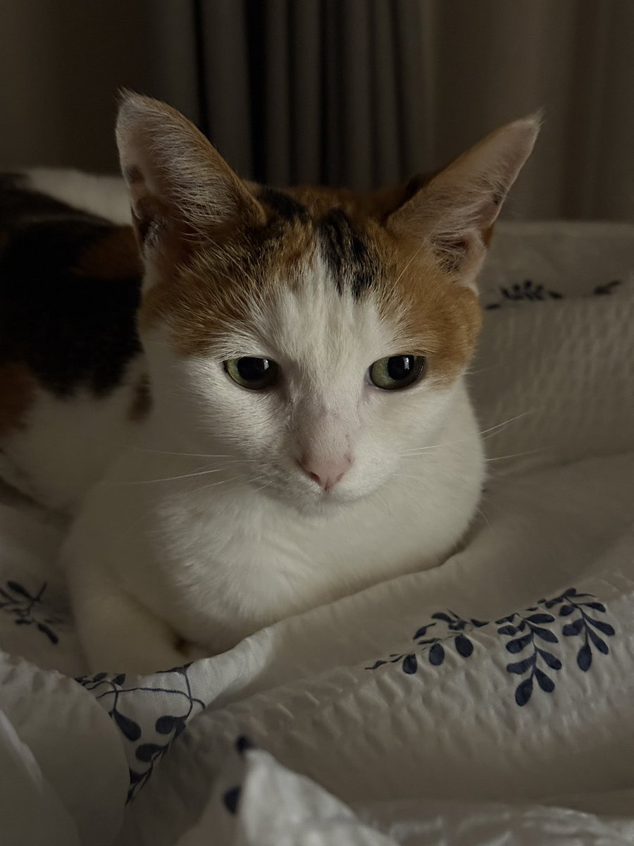 뭔가 비밀을 알고 있는 듯한 고영