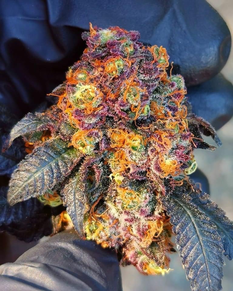 Fruit Punch 🍇🍓🍉