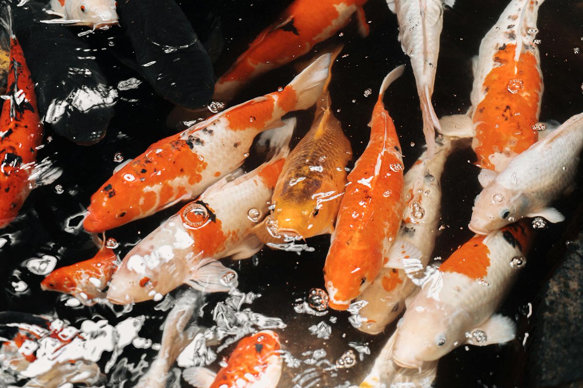 Kendall37110811's tweet image. Just added a new koi to my pond!��Its vibrant colors are stunning under the morning sun. Watching these beauties swim is pure zen.��#KoiKeeping #AquariumLife #FishHobby