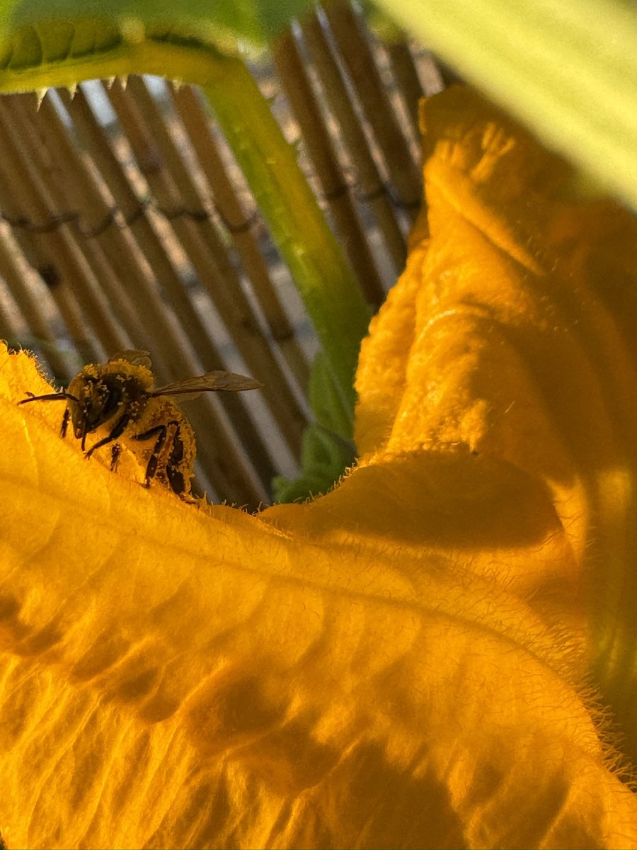 HawkSickToxic's tweet photo. #Pollinated | #Pumpkin #Blooms | #Bee Pro-#Boscis (bee #tongue ! π
)
#PumpkinBlooms #Pollination #Garden #Pumpkins #HawkSickToxic #HawkSick #TheShogunOfSorrow #Twitch #Pollen https://t.co/sb3x1FOZnJ
