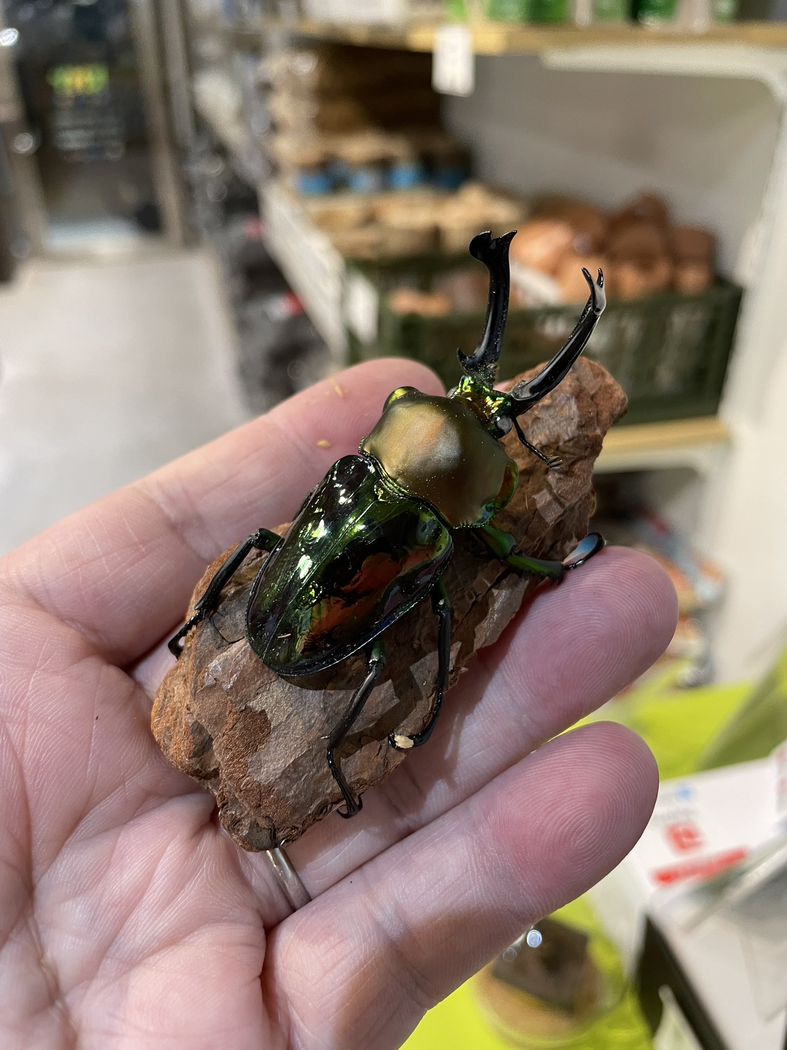 蘭丸様 うたの☆プリンスさまっ♪_ 黒崎蘭丸 VEGETABLE PRINCE 特大