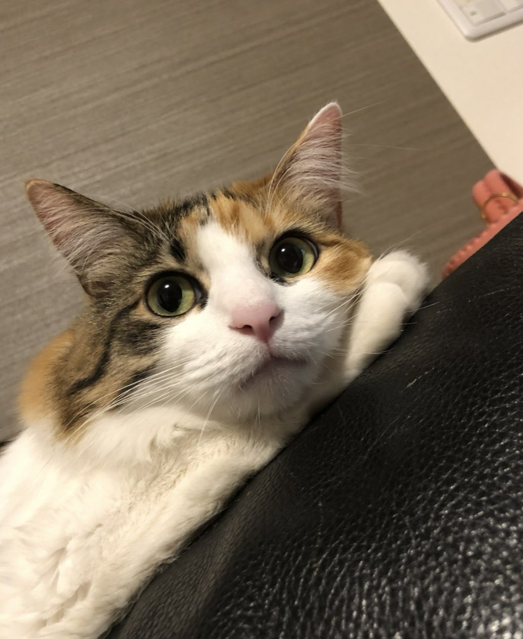 Puchinya® (@punanko) / X