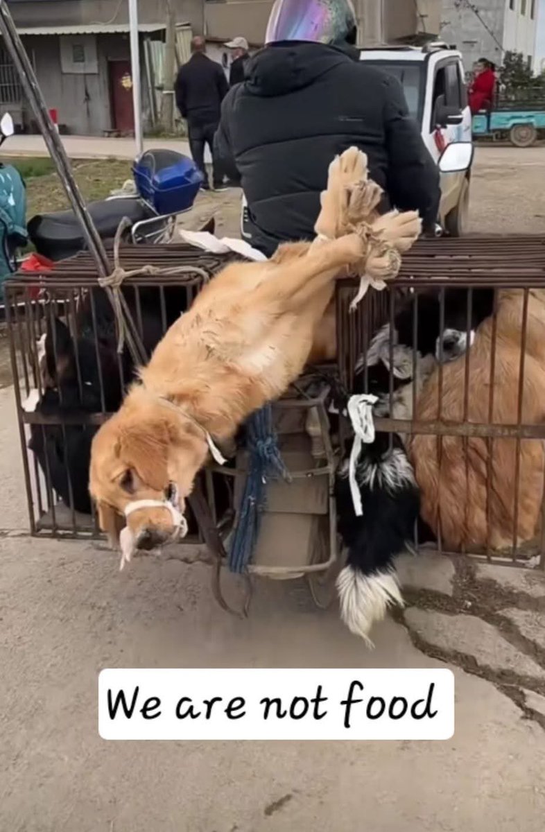 The cruel dog meat trade violates, for example, food safety regulations in many countries (China, Vietnam) and is illegal in this sense. 

Still, tens of millions of dogs are slaughtered for human consumption every year.

#dogslife #mansbestfriend #dogmeat #dogmeattrade