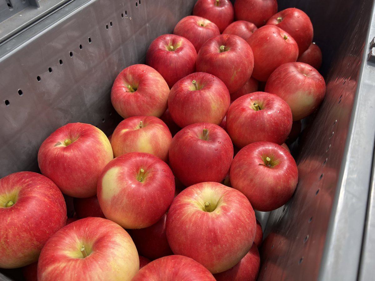 今日からさんさの収穫が始まりました！
暑い中、それなりに色もついてくれましたね。発送は明日になりますので、楽しみにしてくれてる方はもうしばらくお待ちください🙇‍♂️

さんさは10日が最終の収穫でしたので、まだの方はお早めに！

#りんご　#盛岡　#さんさ