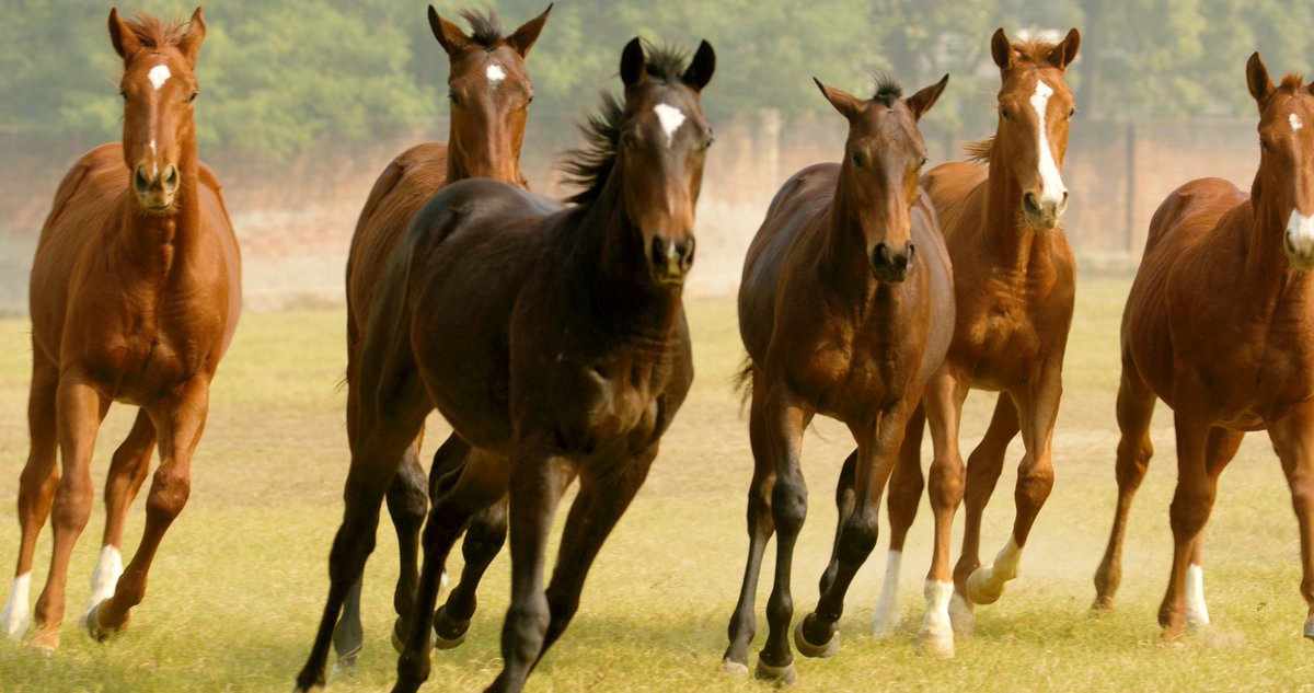 MYSORE (MONSOON) RACES 2025 2025 Meeting 1st day, Thursday, 04 Sep 2025.
The Srikantadatta Narasimharaajawadiyar Memorial Multi Million Term Race / For Horses 3 Years Old Only is the feature event of the day to be run at 4 P.M.