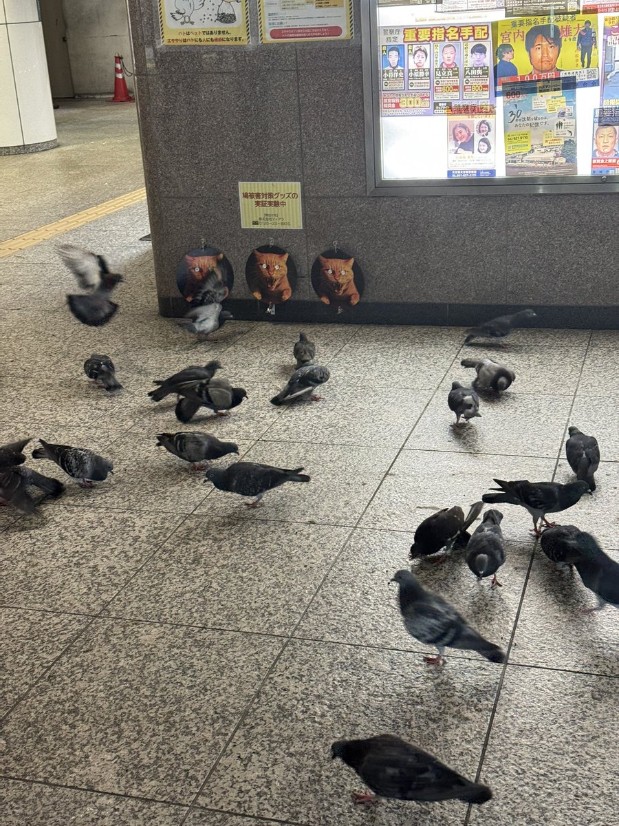 math923snapper's tweet image. 新宿駅のここ
やっぱり全然効果なくて好き