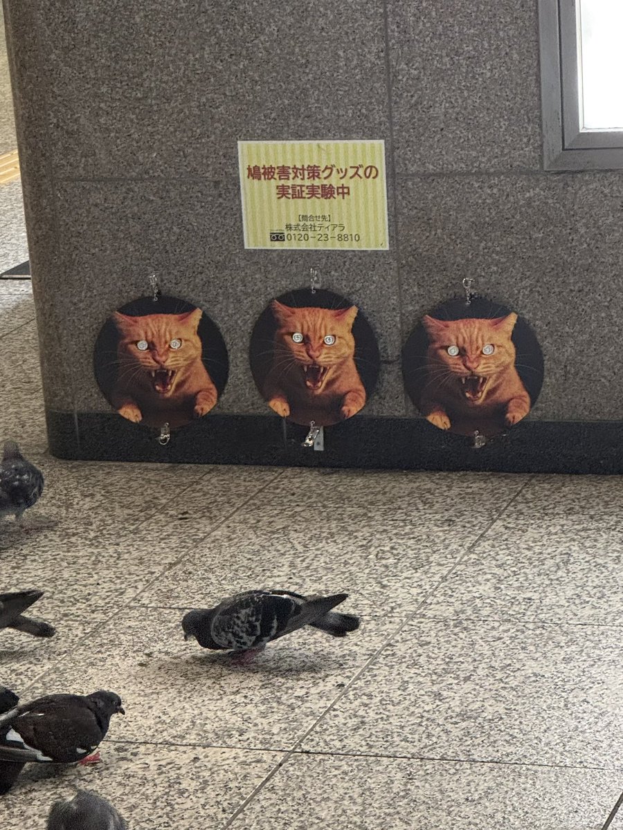 math923snapper's tweet image. 新宿駅のここ
やっぱり全然効果なくて好き