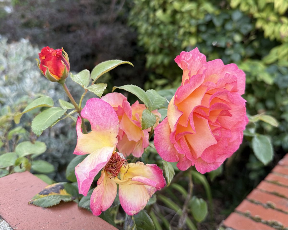 The life cycle…
#RoseWednesday