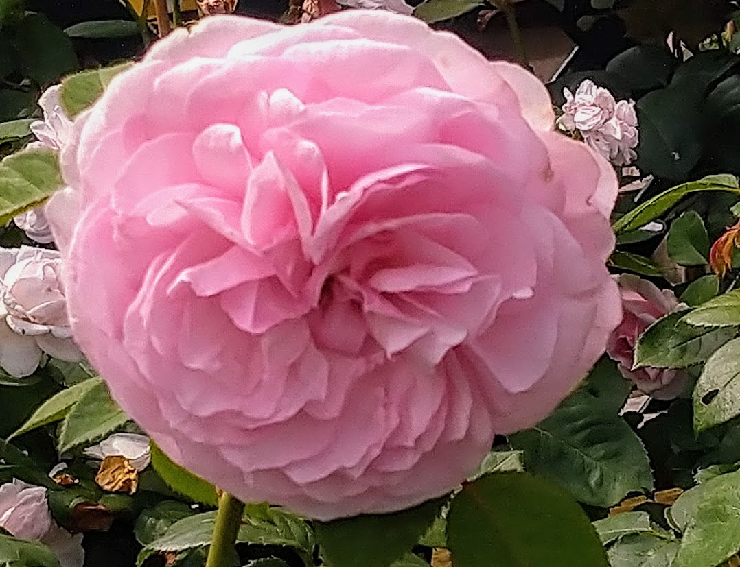 Whispers of Grace in a Blushing Bloom.....🩷
#RoseWednesday  #FlowerPower  #FlowersOnX