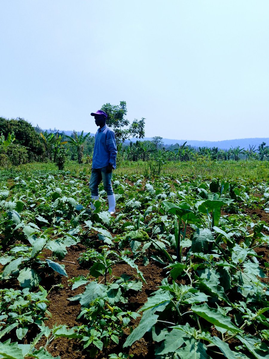 Eco_Crop's tweet image. With just COM-GROW organic liquid fertilizer, I’ve watched these vegetables thrive  without a single drop of chemical input.
OrganicFarming #COMGROW #NoToChemicals #SustainableFarming #FarmerPride #GrowGreen #HealthySoilHealthyLife