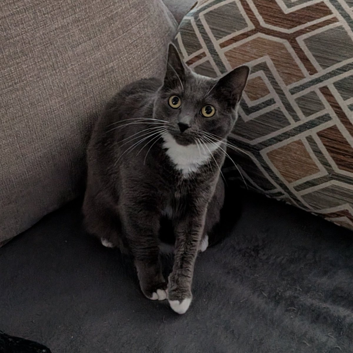 Ginger And Turnip tweet media