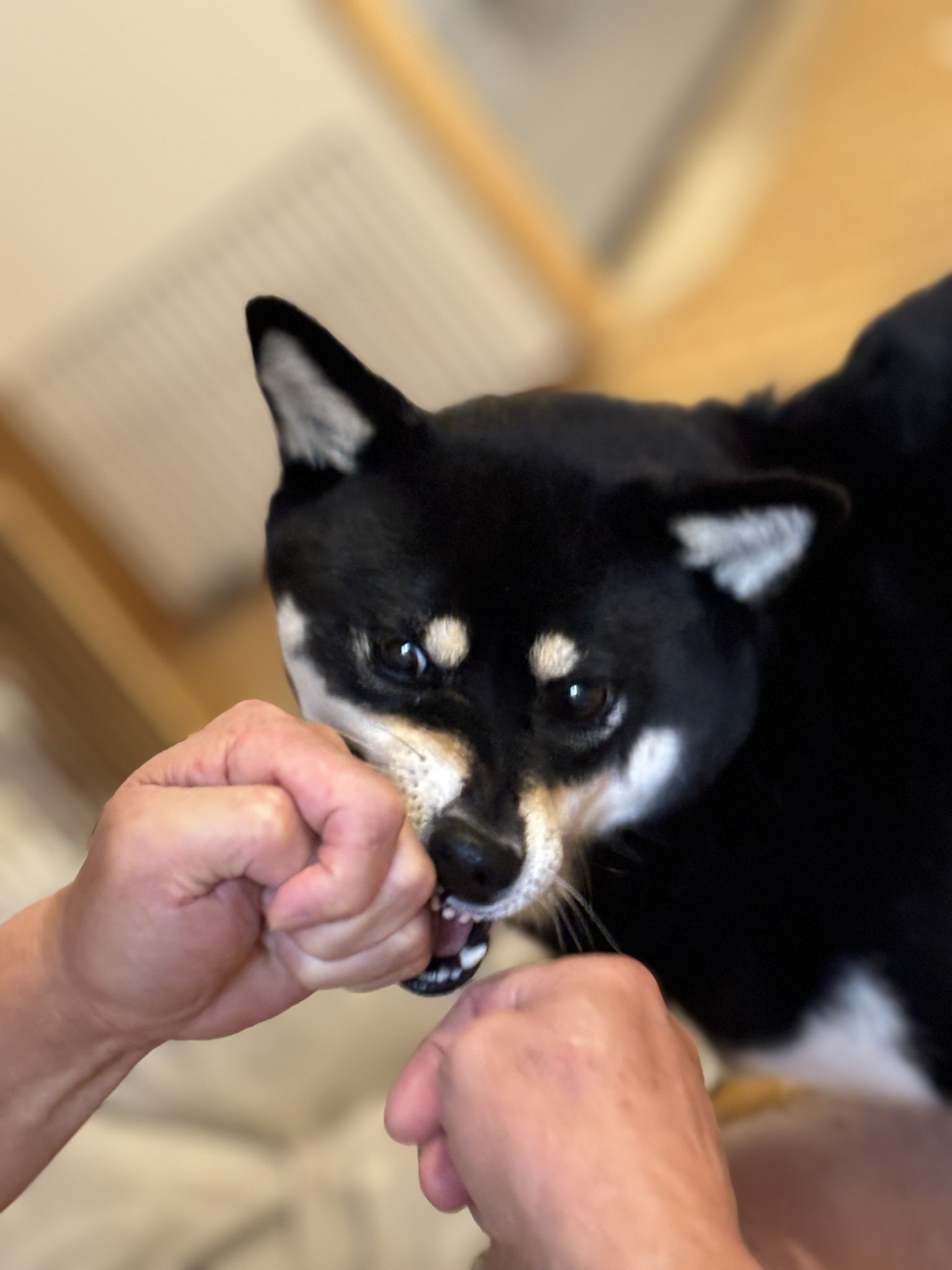 黒柴 ☆プロフィール必読☆ 黒柴 ☆プロフィール必読☆ うつぶせ黒柴犬｜WooBia公式