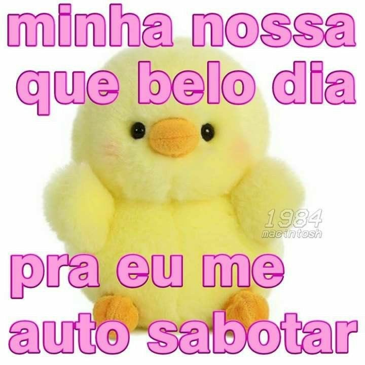 perfil dedicado a gatinhos e peitos (@odeiootaco) on Twitter photo 