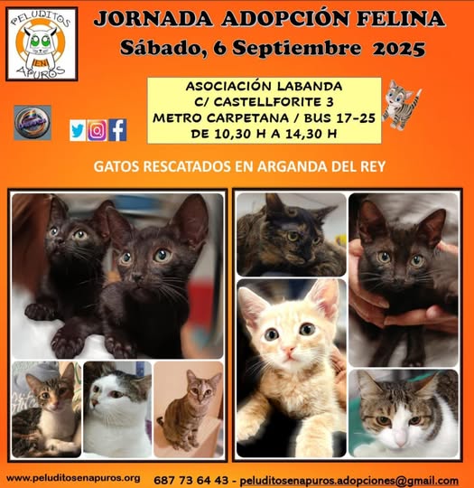 Peluditos en Apuros
22m ·
El próximo sábado 6 de septiembre, os esperamos en el salón de adopción, con todos estos gatitos ya preparados para encontrar su hogar definitivo .
Madrid
