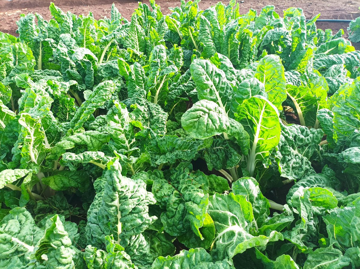 Griffatonseeds's tweet photo. Are you looking for spinach seeds?
We have Swisschard Fordhook Giant Variety
Maturity period-75 days
Call us or WhatsApp us at 0724253790
#farmingkenya #seedskenya #Griffaton https://t.co/umLBFTTtuN