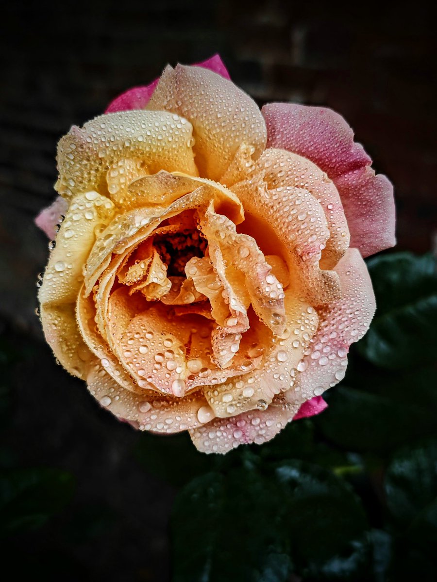 ๐ธ MR. HANGING ON IN QUIET DESPERATION... (@chrisbu03352910) on Twitter photo Good morning and happy #RoseWednesday everyone..โบ๐โโ๏ธ
๐ธ Good morning and happy #RoseWednesday everyone..โบ๐โโ๏ธ
๐ธ