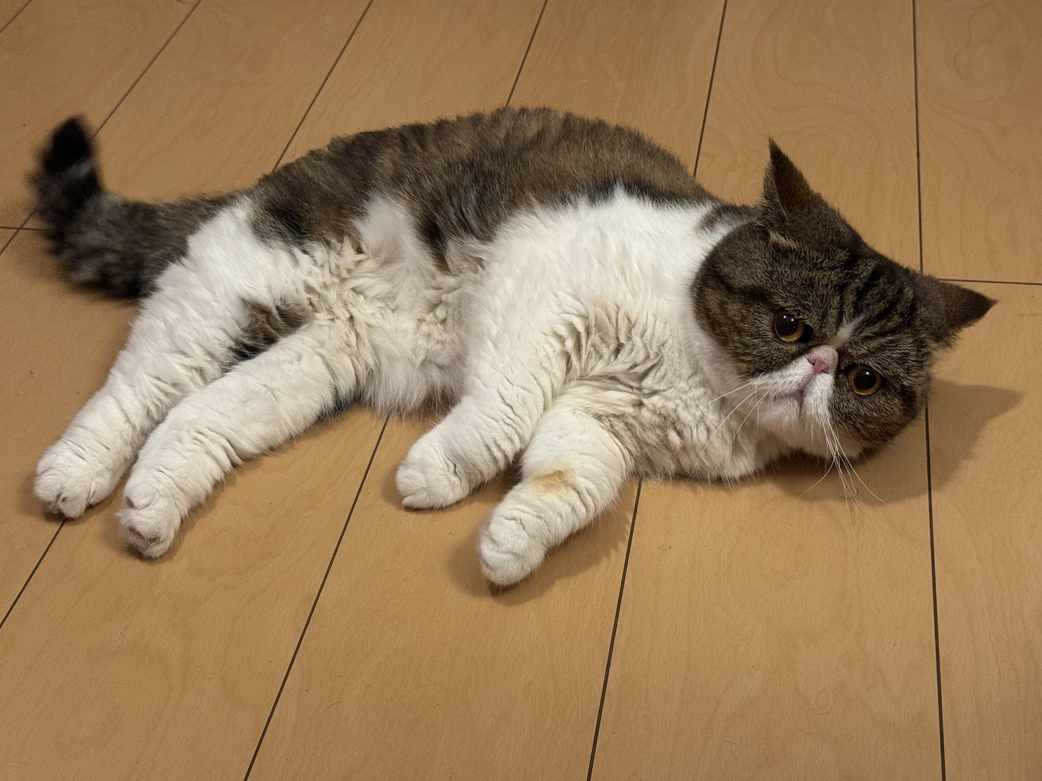 ねこじるしちくわ ねこじるしちくわ 猫島ちくわ🐈🐟Chikuwa JPvtuber on X: