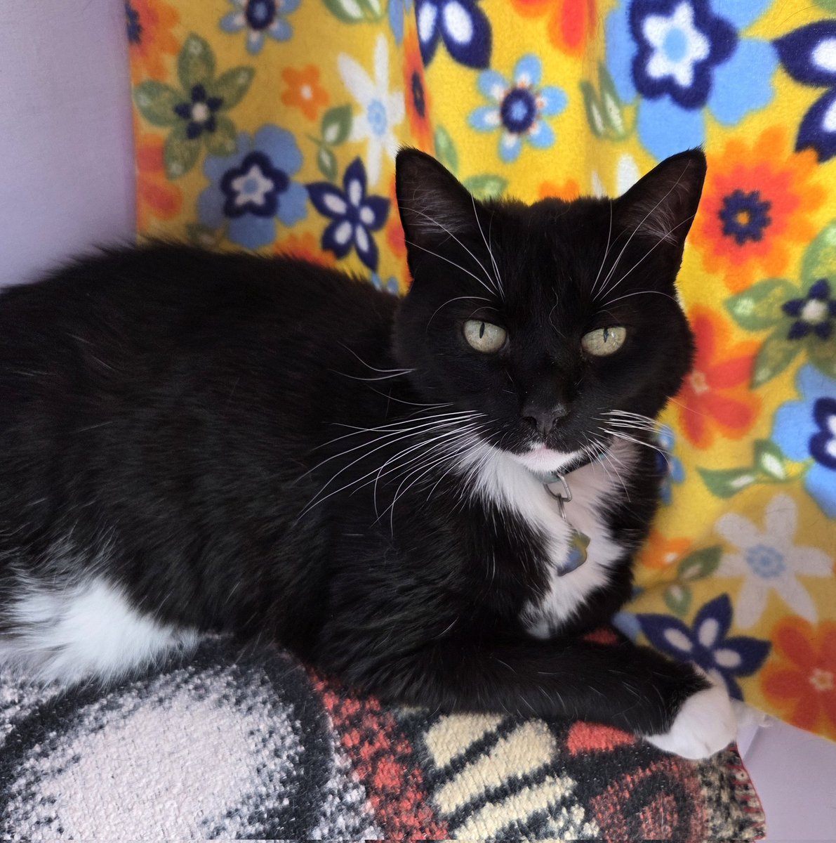 #WhiskersWednesday ~ Pru happy to show off her fabulous whiskers &amp; looking very relaxed in one of the cottages. Such a pretty lady #inthecompanyofcats #seniorcats #tuxedocats #villagecats #cats