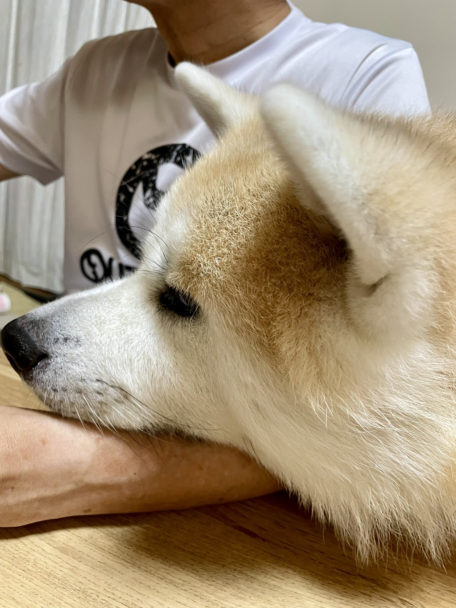 くり　もじゃ犬　うたたね　白オレンジ くり もじゃ犬 うたたね 白オレンジ くり もじゃ犬 うたたね 白