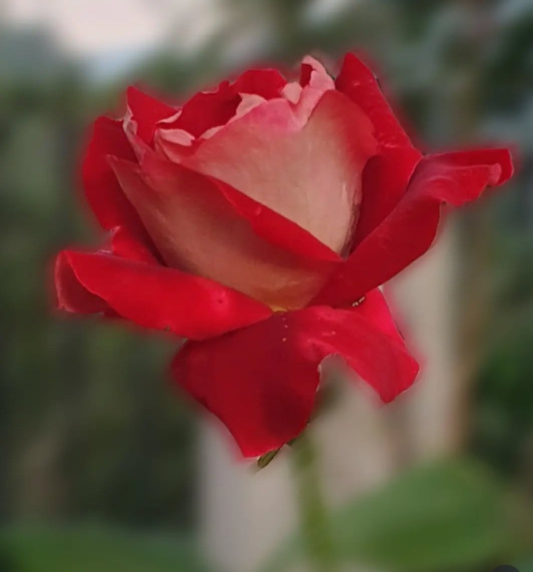 <a href="/Gez56/">Gez 〓〓</a> Very beautiful! Here's mine #RoseWednesday #FlowerPower